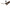 Acrylic Wood Finish Designer Ceiling Fan-MinimalisticDecor.com