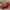 Designer Wing Back Sofa Chair for Living Room-MinimalisticDecor.com