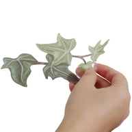Green Plant Vine Wall Sticker – PVC Wall Decal-MinimalisticDecor