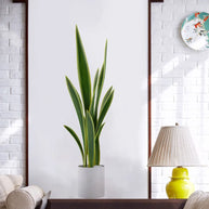 Green Plants Potted Wall Sticker – Removable PVC Wall Decal-MinimalisticDecor