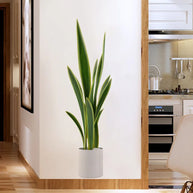 Green Plants Potted Wall Sticker – Removable PVC Wall Decal-MinimalisticDecor