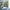 MinimalisticDecor.com-Evergreen Bliss: Bright and Vibrant Tree Scenery Wallpaper