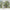 MinimalisticDecor.com-Evergreen Bliss: Bright and Vibrant Tree Scenery Wallpaper