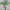 MinimalisticDecor.com-Green Willow Tree Wallpaper for Home Wall Decor
