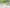 MinimalisticDecor.com-Greenery Wallpaper Mural: Effortless Nature-Inspired Beauty