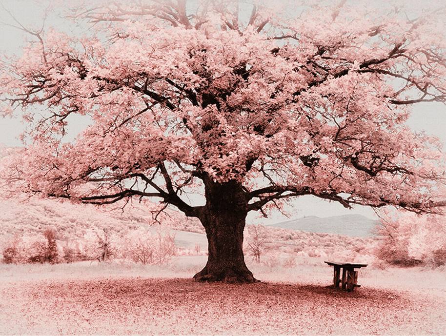 MinimalisticDecor.com-Pink Flowers Tree Wallpaper Murals