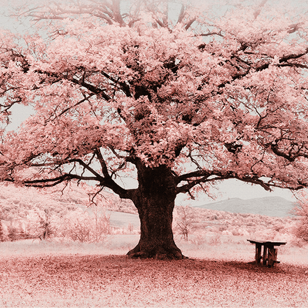 MinimalisticDecor.com-Pink Flowers Tree Wallpaper Murals