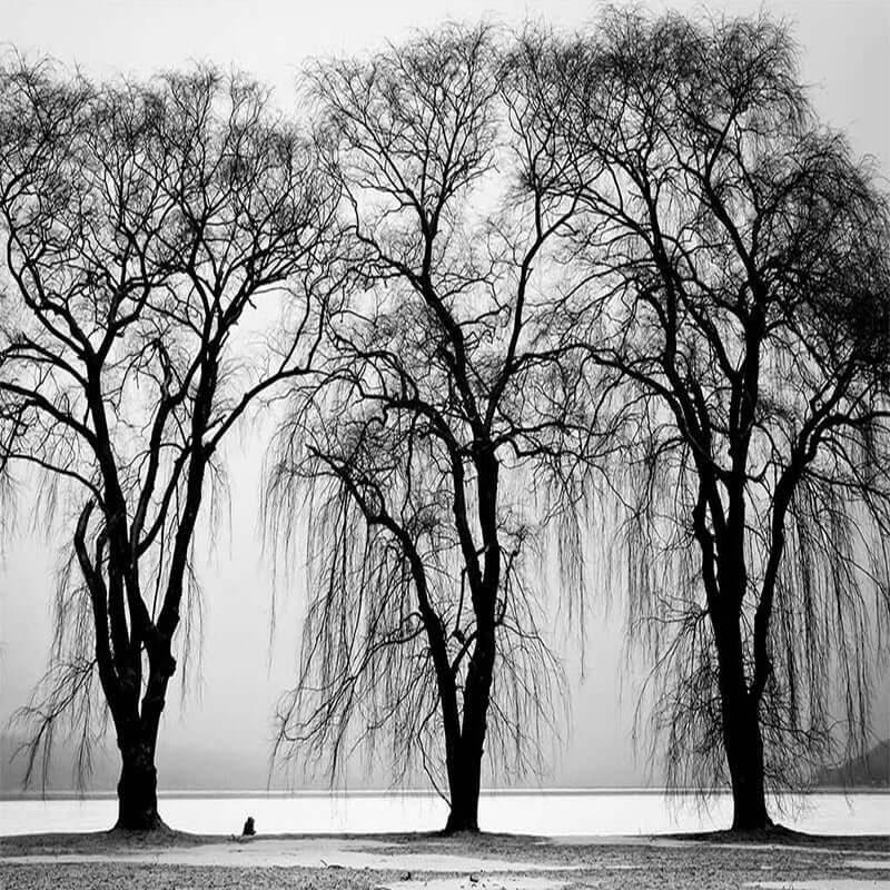MinimalisticDecor.com-Premium Black Tree Wallpaper – Enhance Your Space