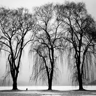 MinimalisticDecor.com-Premium Black Tree Wallpaper – Enhance Your Space