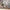 MinimalisticDecor.com-Tropical Plants Rainforest Leaves Wallpaper Mural