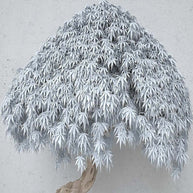 MinimalisticDecor.com-Willow Tree Mural Art Wallpaper - Home Wall Decor