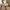 Walnut Wood Arch Dining Chairs – 3 Elegant Walnut Finishes-MinimalisticDecor.com